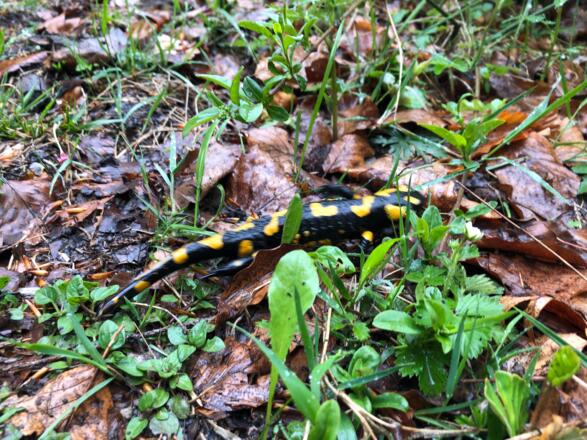 Einer von zwei (!!!) Feuersalamandern, die uns über den Weg laufen