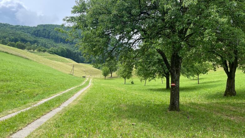 Bahnhof Ternberg - Herndleck Trail