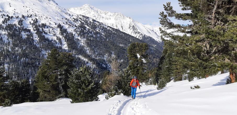 Über der Zirmachalm und an der Waldgrenze. Hinten der Malgrübler (2749 m).