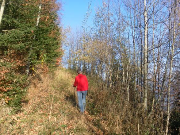 verwachsener Ziehweg