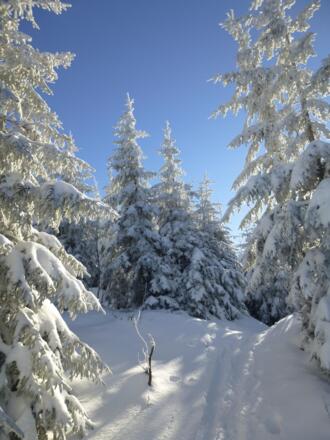 Verschneite Wälder