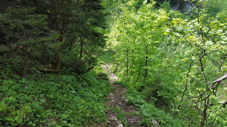 Der rutschige Pfad in Richtung Bodenschneidhaus (WW627)