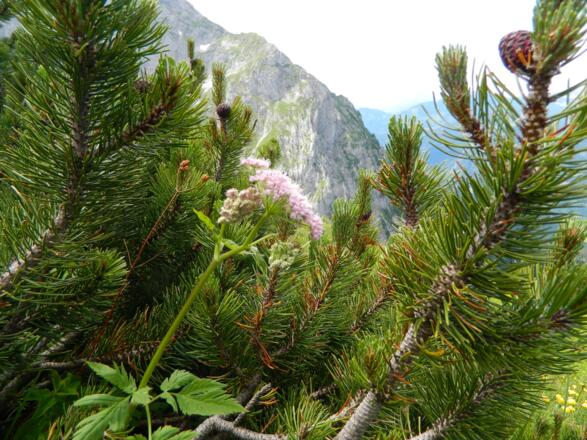 Latschen gegen Gr. Pyhrgas