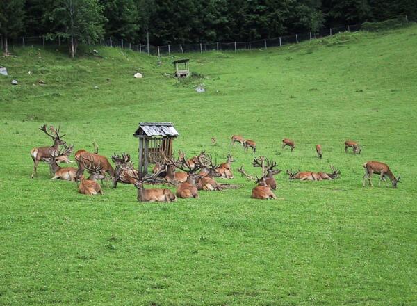 Tierpark