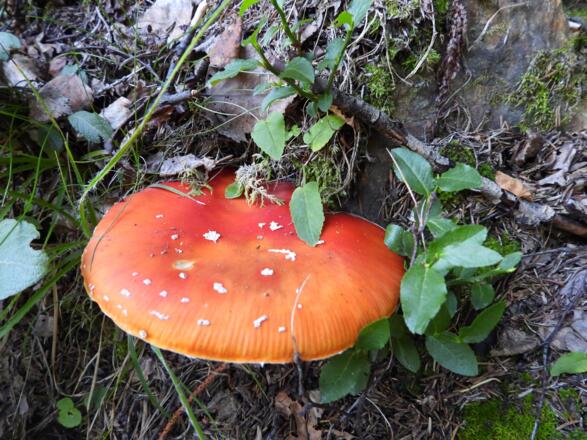 Kannst du fliegen, Pilz?