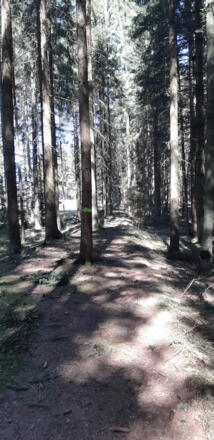 Weg durch den Wald