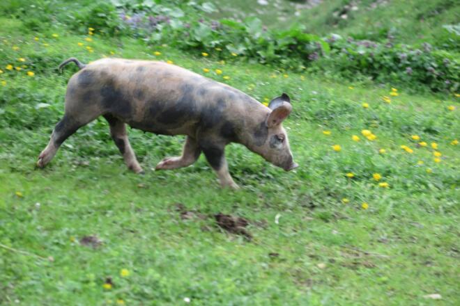 Wer spielt denn hier &quot;wilde Sau&quot;?