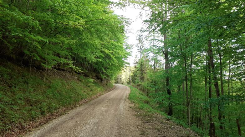 Forststraße um 650 m