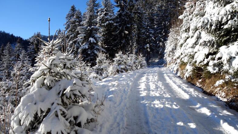 Auf der Forststraße ab Dürrnberg