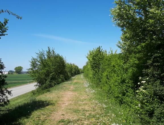 Dammkrone an der Großen Laber