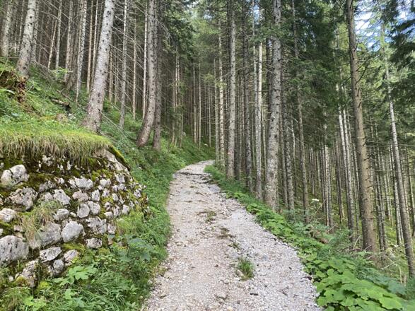 Durch den Wald unterhalb der Kühroint Hütte