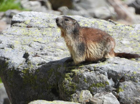 Hier sind die Murmeltiere sehr vorsichtig