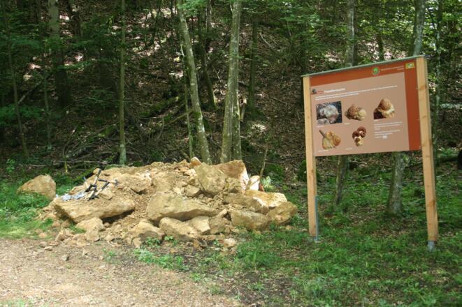 Station 10: Fossiliensuche