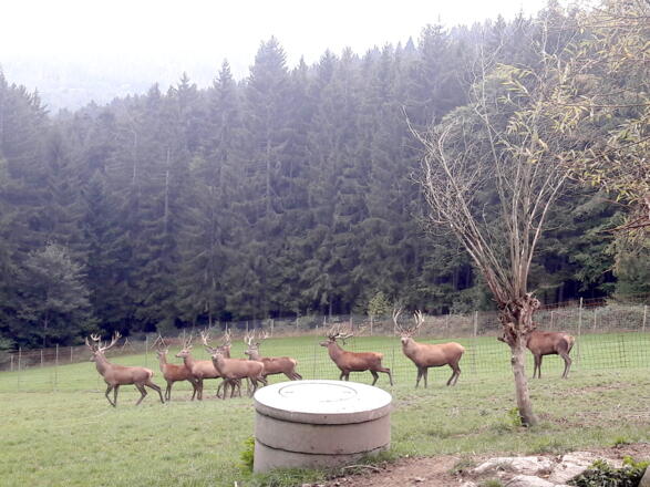 Hirschgehege am Wanderweg Nr. 14