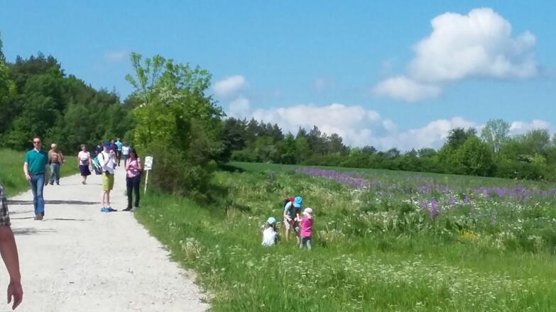 Wildblumenwiese