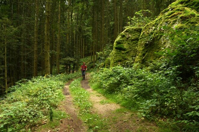 Weiter auf dem "Burgen-und Schlösserweg" Richtung Pierbach