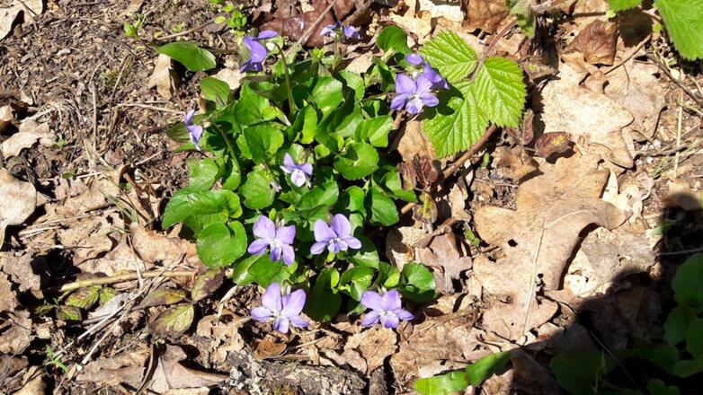 Hügel-Veilchen am Wegrand
