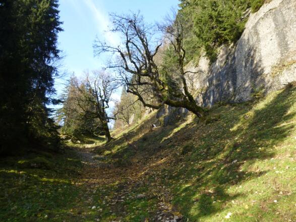 Uralte Bergahorne neben Nagelfluhfelsen