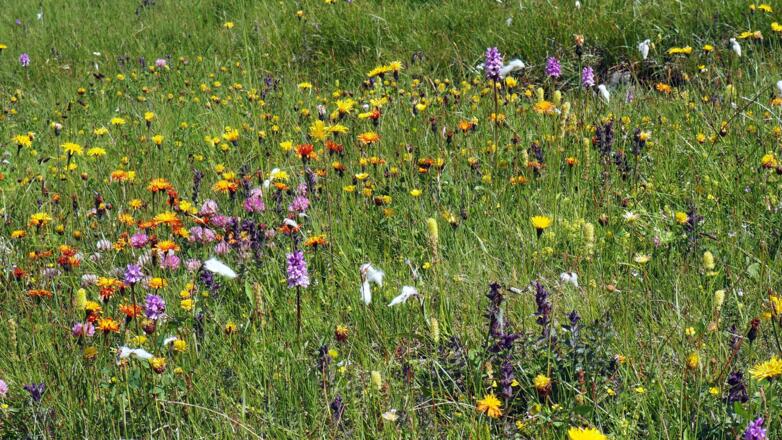 Tolle Blumenwiesen mit Wollgras ua.