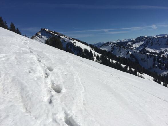 Blick zum Hochgrat