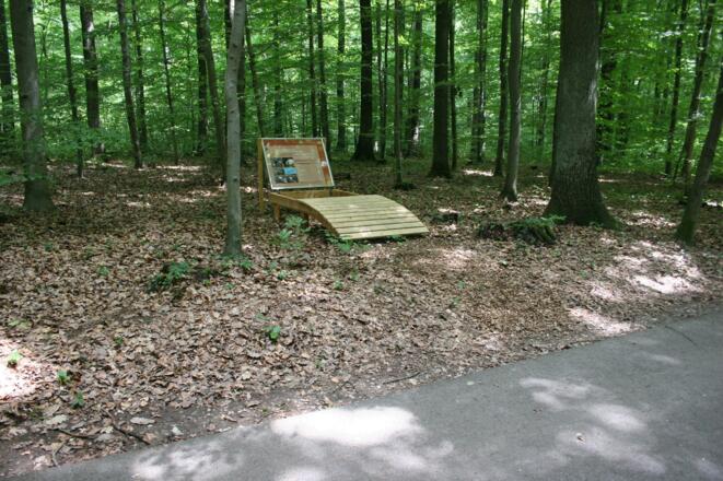 Station 5: Boden als Lebensraum - unter unseren Füßen tobt das Leben! Station zum hinlegen und Bodentiere beobachten