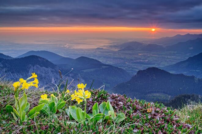 Aurikel und Blick auf den Chiemsee bei Sonnenaufgang, Wendelsteinmassiv