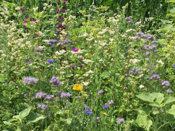 Viele Blumen am Wegesrand nach Kreuz