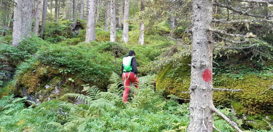 Der Steig zur Gwannschafalm ist nur sehr spärlich markiert.