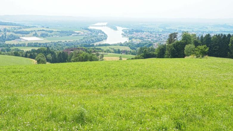 Tiefblick auf dei Donau in Ottensheim