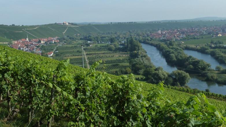 Panoramablick auf Escherndorf und den Main