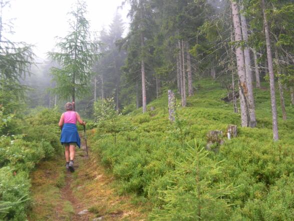 schöner Waldsteig