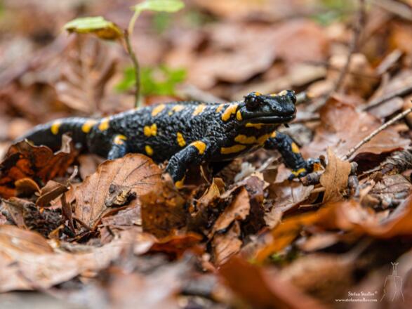 Feuersalamander im Laub