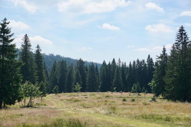 Stierwiese mit weidenden Ochsen