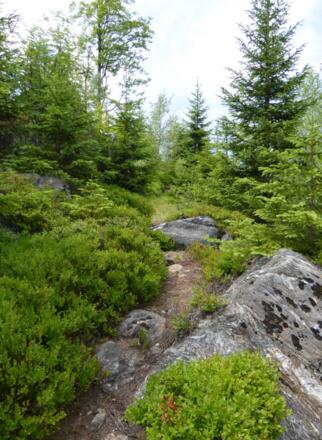 "Rachelsteig" - steinig