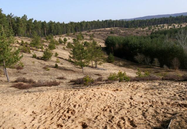 Dünenlandschaft