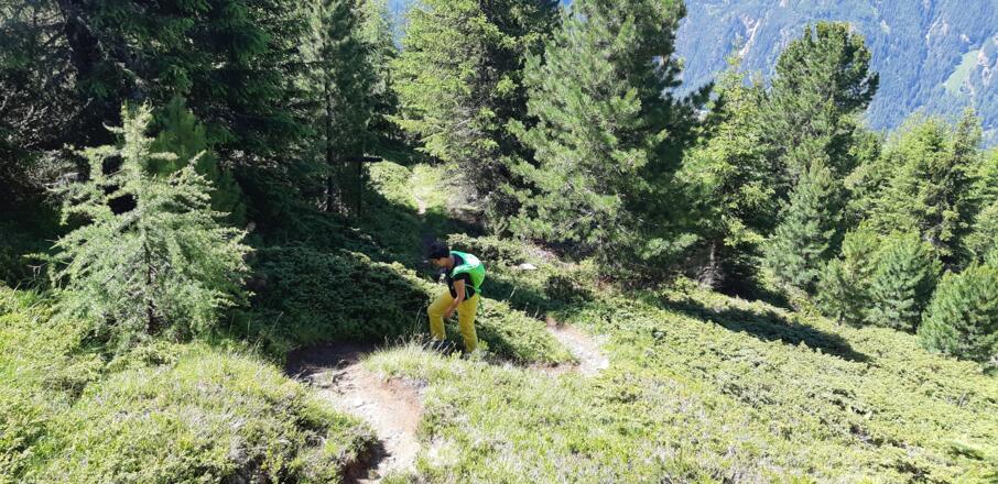 Der Wald lichtet sich und ...