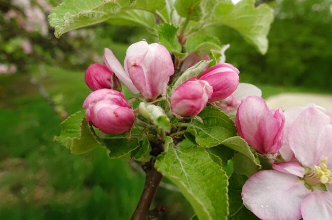 Apfelblüte im Obstgarten der Bauernhofes Großkranzer