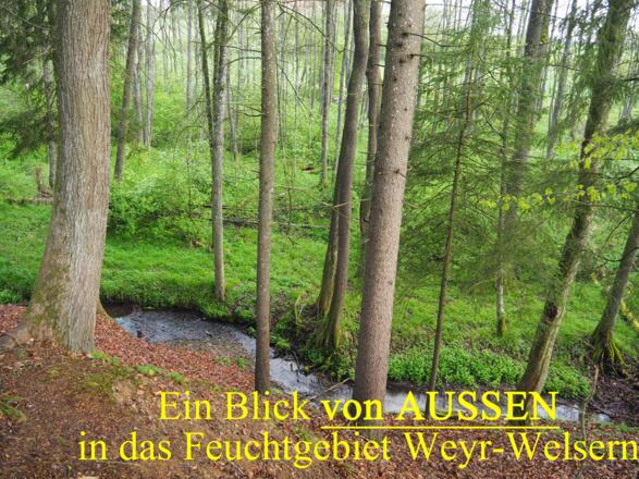 Blick von aussen in das Feuchtgebiet Weyr-Welsern