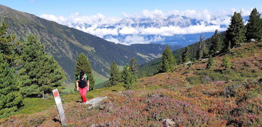 Wunderschöne Heidelandschaft. Hinten das Karwendel.