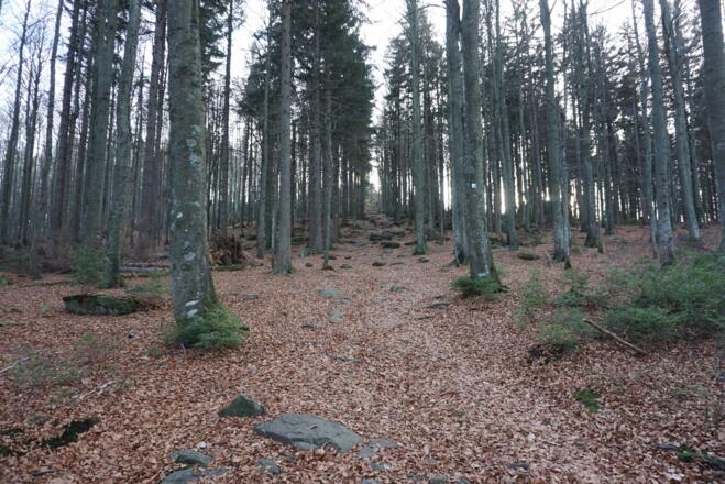 Weg zum Waldhäuserriegel