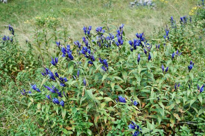 Schwalbenschwanzenzian