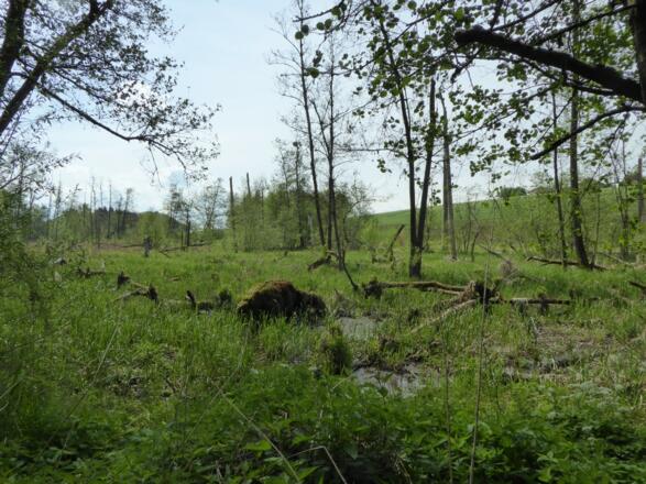 Tälerinn am Schanzlgraben