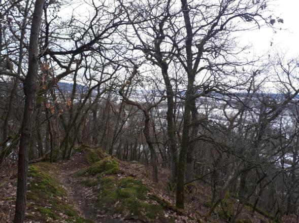 Pfade am Bogenberg