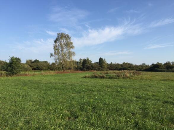 Weichser Moos bei Ebersbach
