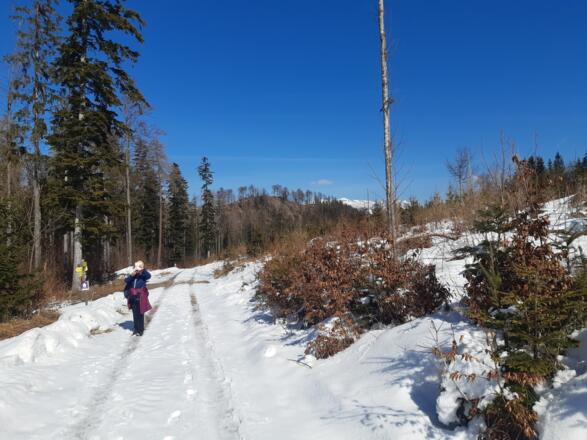 auf guten Forstwegen gehts bergauf