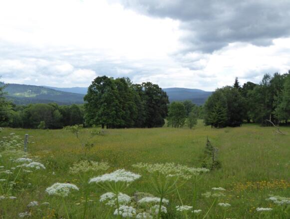 Landschaft bei České Žleby