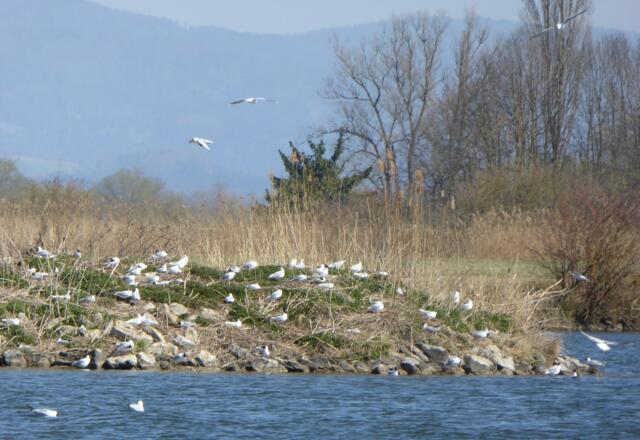 Möweninsel