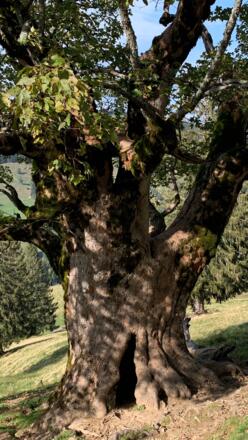 Alte Bäume beim Abstieg vom Falkenhaus