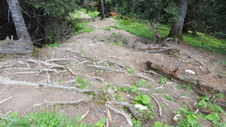 Der stark verwurzelte steile Pfad vom Bodenschneid zum Suttenstein