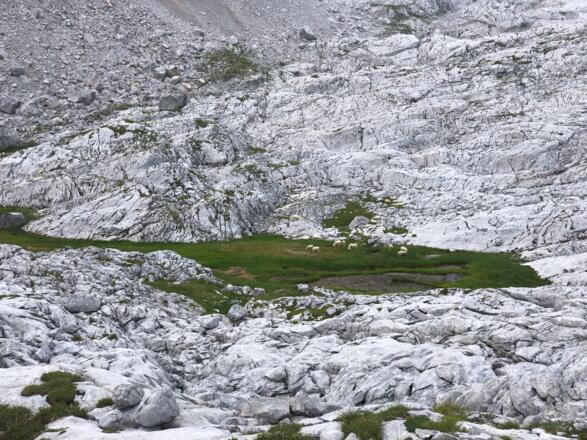 Wasserstelle kurz hinter dem Abzweig zum Schottmalhorn (der Weg führt rechts hinauf)